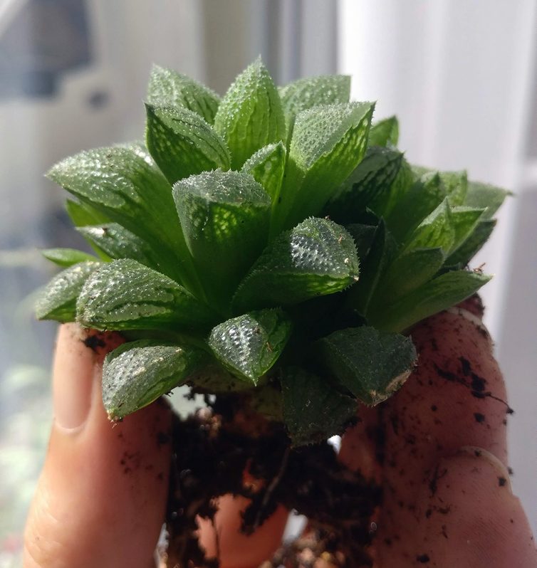 Haworthia emelyae var major