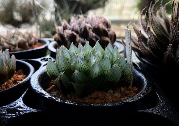 Haworthia stayneri