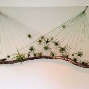 Air plant hanging display