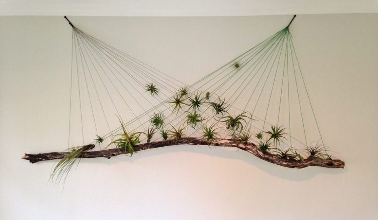 Air plant hanging display