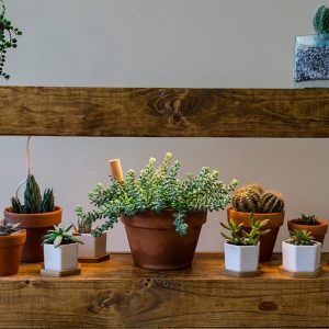 Home made wood & industrial pipe succulent shelf with built in grow light