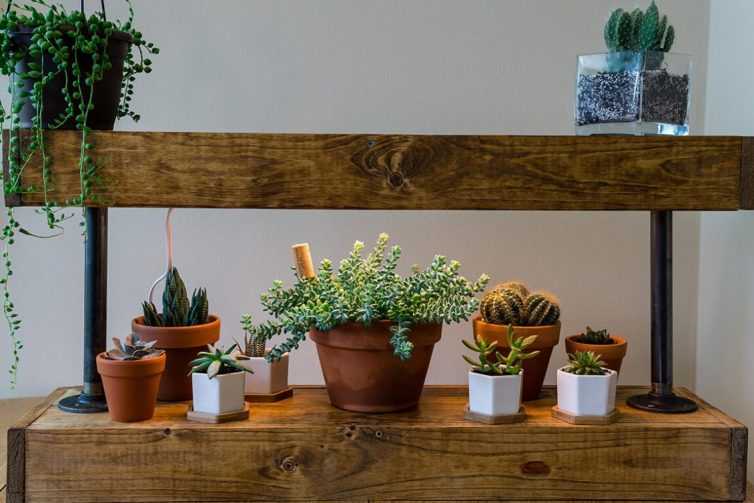 Home made wood & industrial pipe succulent shelf with built in grow light