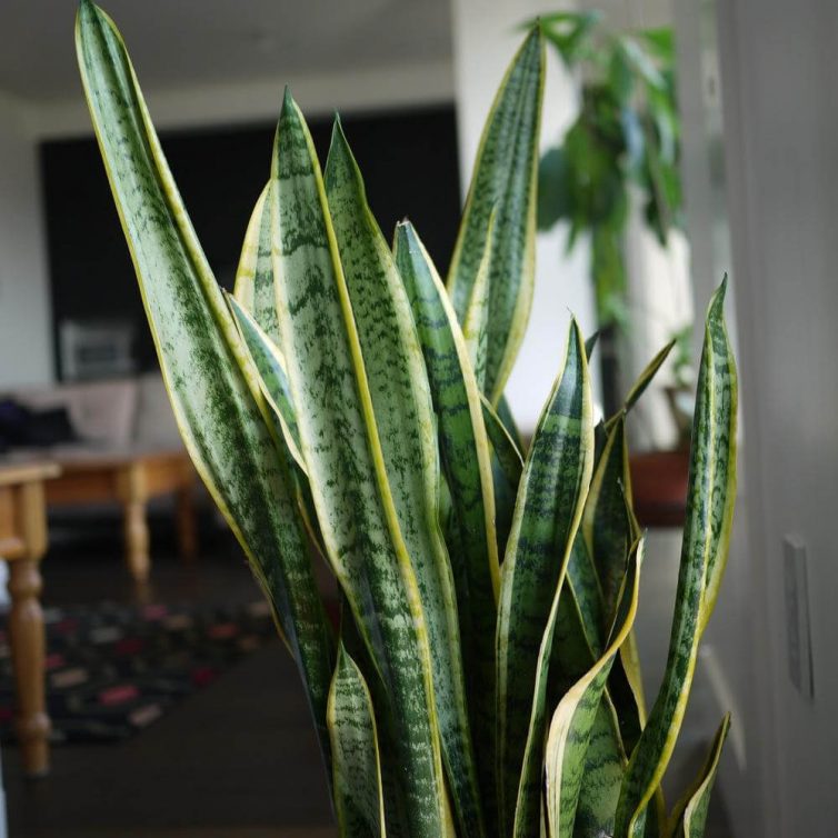 Sansevieria trifasciata