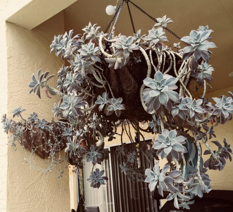 Ghost plant hanging basket