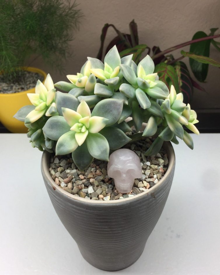 Variegated and crested ghost plant