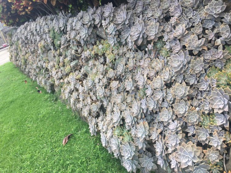 Wall of ghost plants