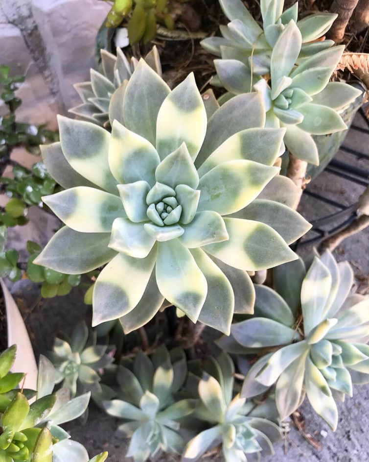 Ghost plant variegata 