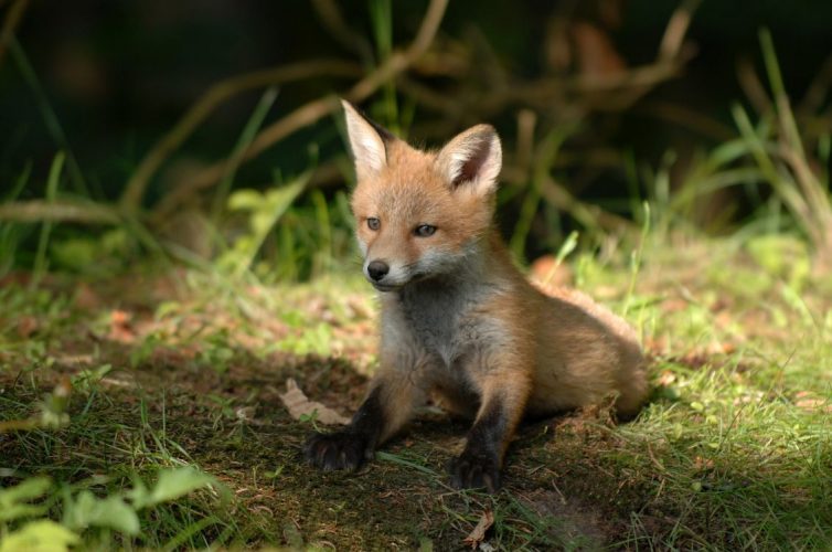 How To Help Animals Recover From The Summer Wildfires - Fox Cub