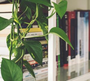 Pothos / Devil's Ivy