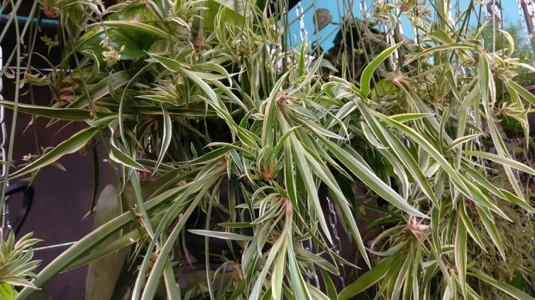 Spider plant