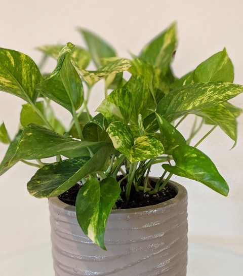Types of Pothos Plant & Identification Guide