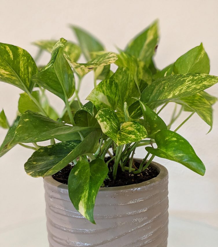 Golden pothos