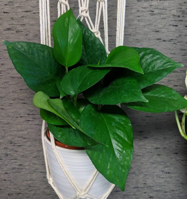 Jade Pothos