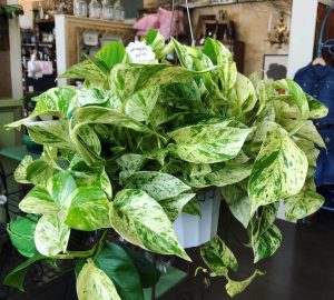 Marble queen pothos