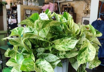 Marble queen pothos