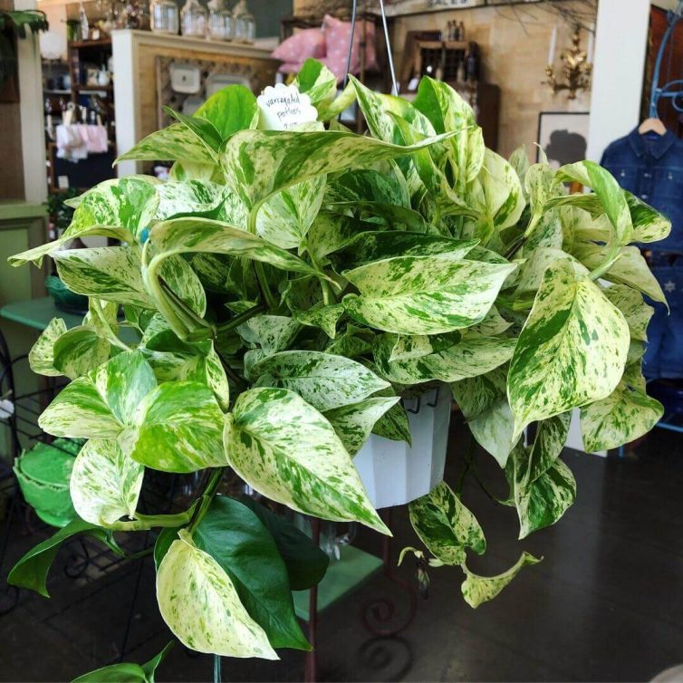 Marble queen pothos