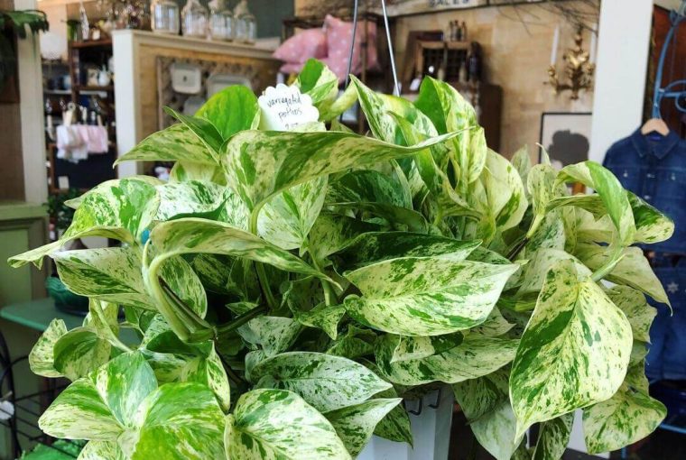 Marble queen pothos