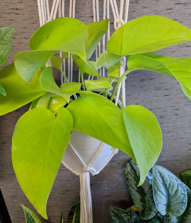 Neon Pothos