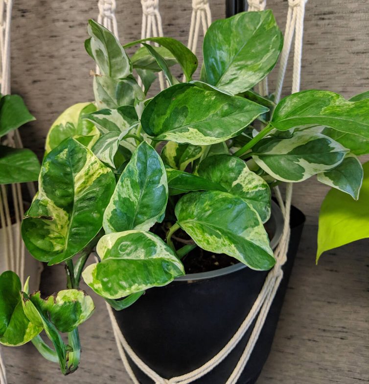 Pearls and Jade Pothos