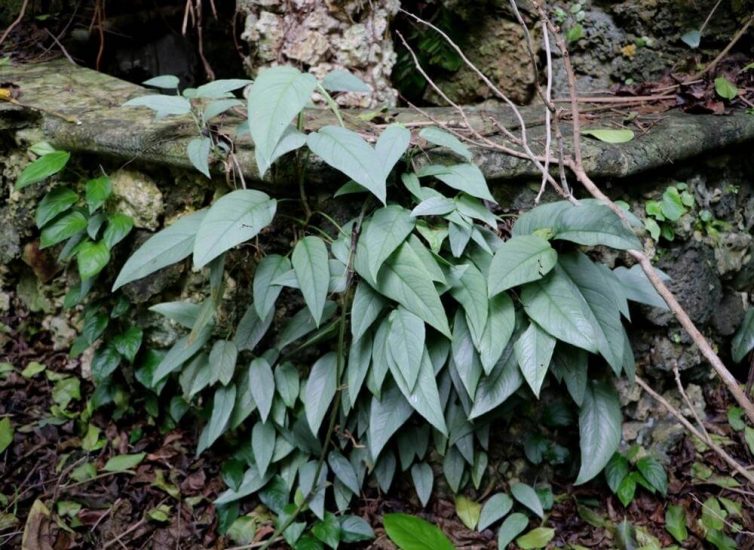 Pothos Cebu Blue