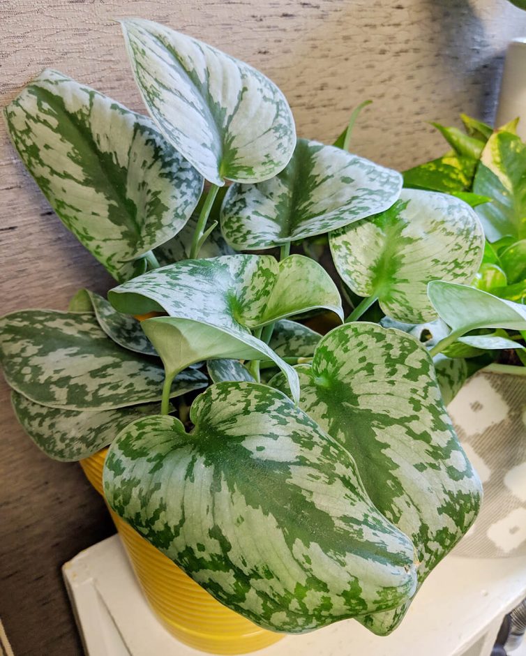 Satin Pothos