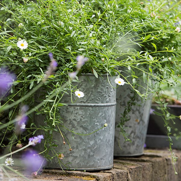 Galvanised bucket at Waitrose Garden