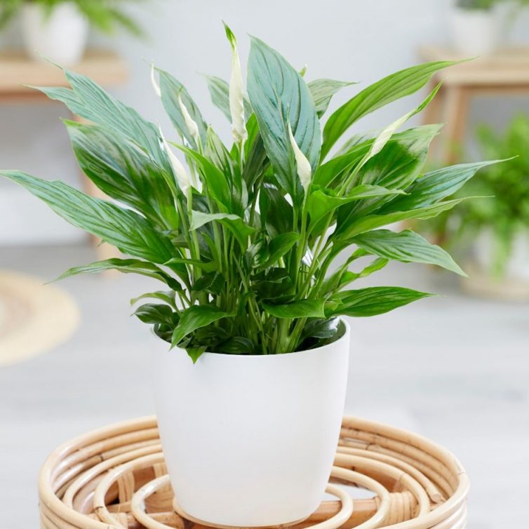 peace lily at Waitrose Garden