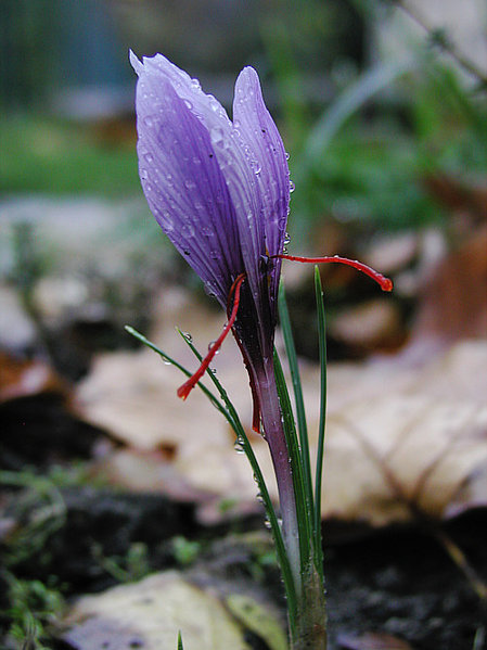 Botanic Luxury: The 5 Most Expensive Flowers In The World - Saffran Crocus