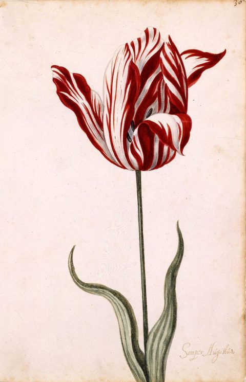 Botanic Luxury: The 5 Most Expensive Flowers In The World - Semper Augustus_Tulip - 17th century