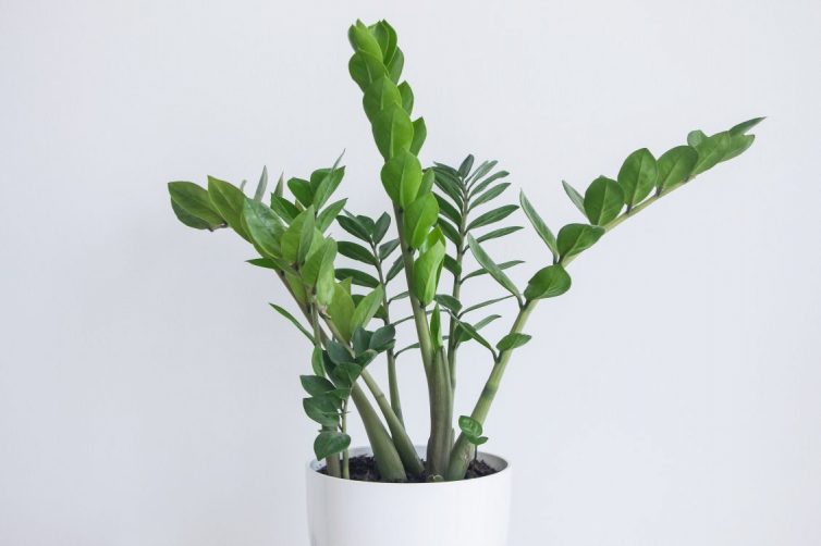 Zamioculcas Zamiifolia