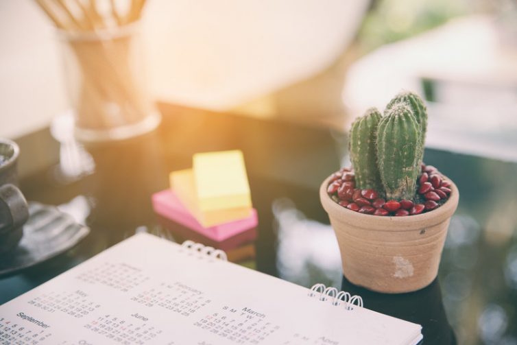 Office Plants - Cactus