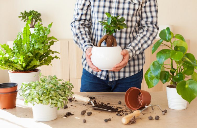 Potting Plants