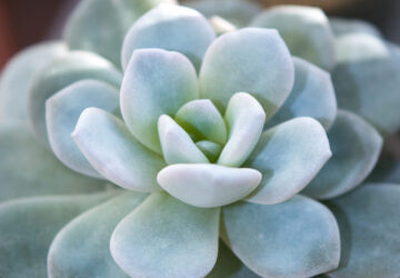 echeveria laui