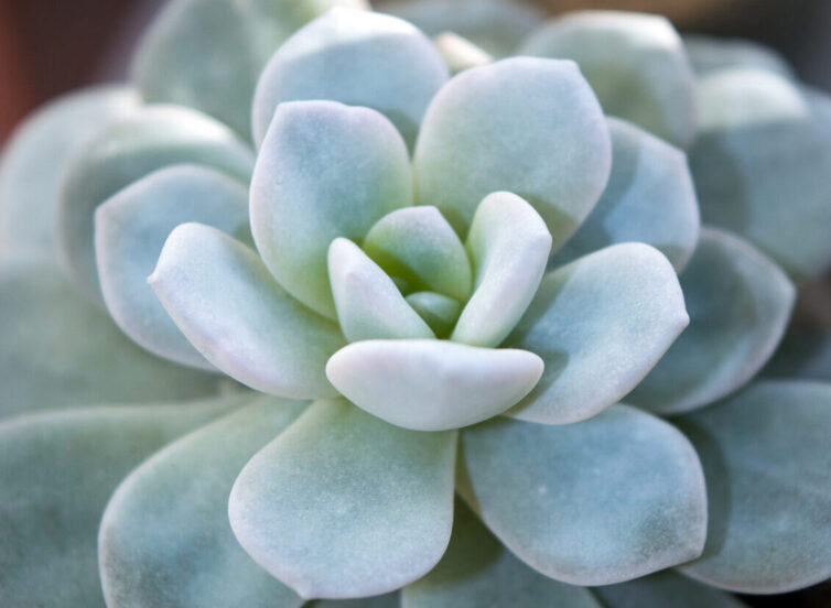 echeveria laui