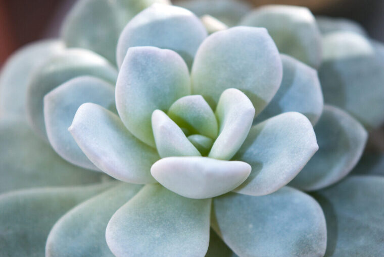 echeveria laui