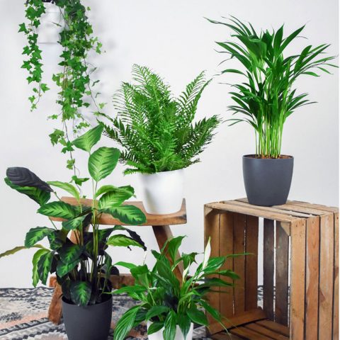 5 air-purifying plants - Image Via Bakker.com