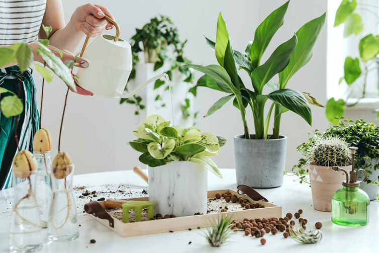 Indoor garden. Indoor gardening