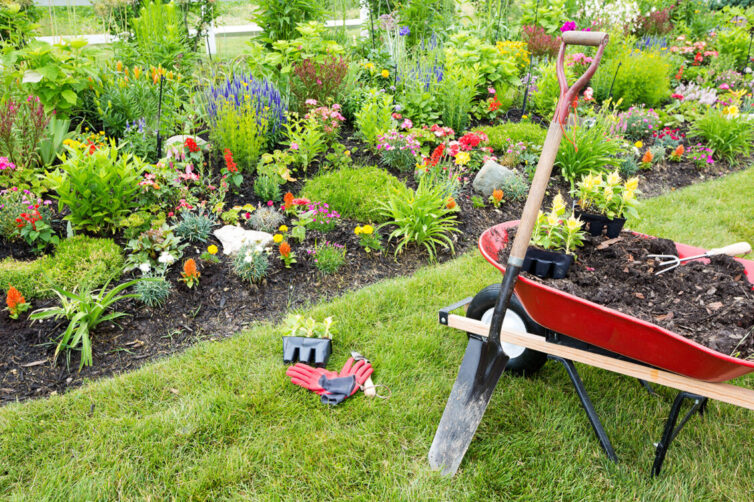 Garden plants, wheelbarrow and spade