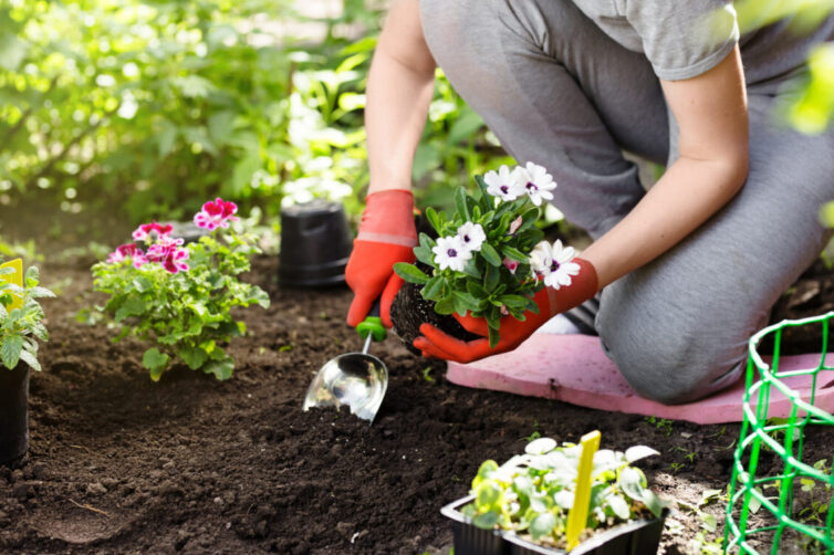 Gardening. Planting Flowers.