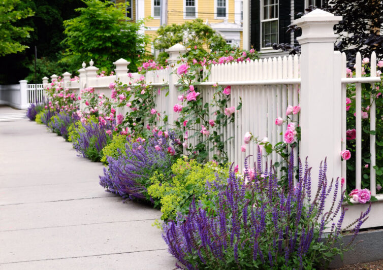 White fence, pink roses, and colorful garden border