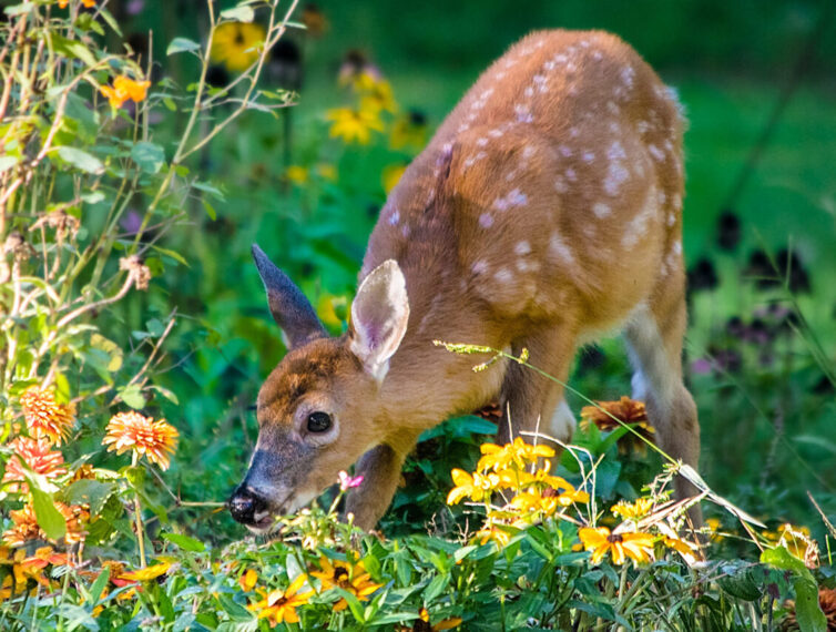 Young white tailed deer fawn in garden