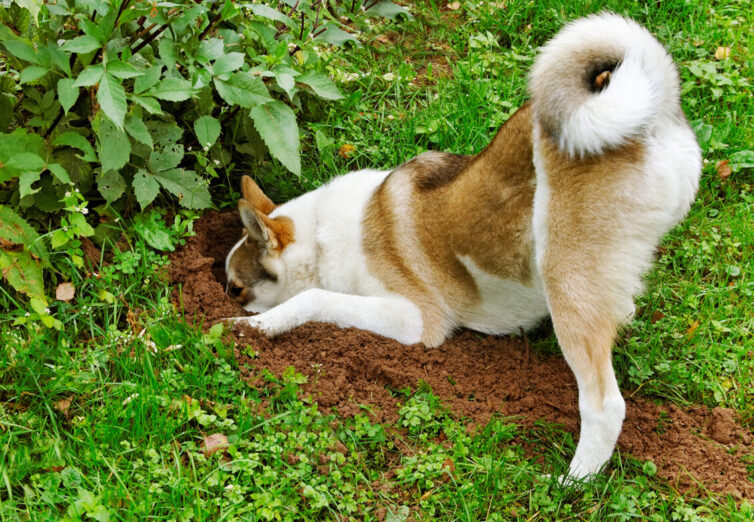 Dog digging in garden