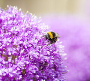 Allium Bulbs, Purple Flowered Plants, Bee friendly plants.