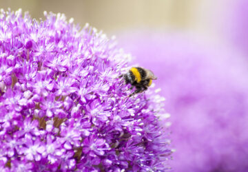 Allium Bulbs, Purple Flowered Plants, Bee friendly plants.