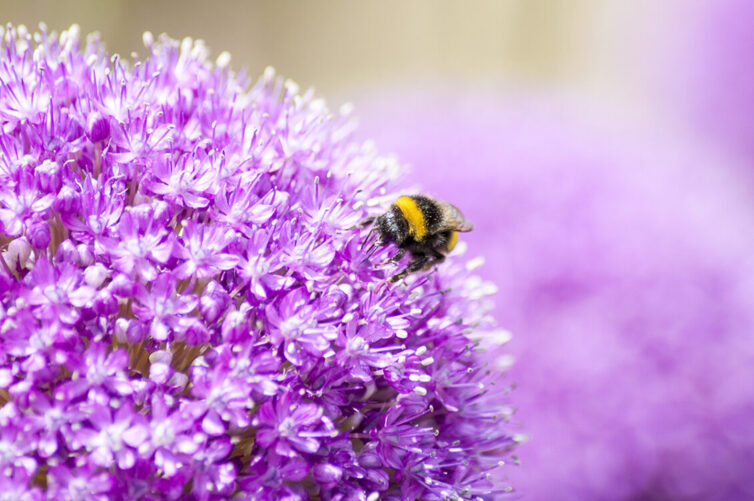 Allium Bulbs, Purple Flowered Plants, Bee friendly plants.