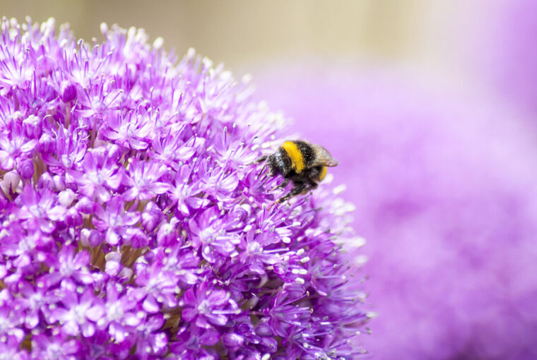Allium Bulbs, Purple Flowered Plants, Bee friendly plants.