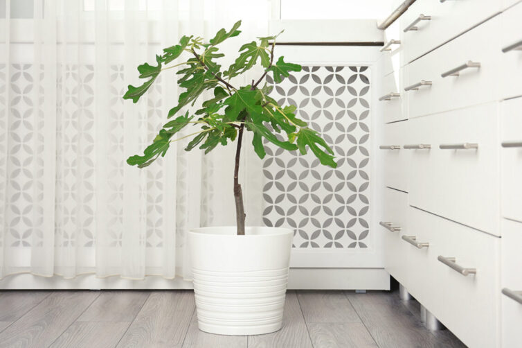 Radiator in kitchen with radiator cover and plant in pot