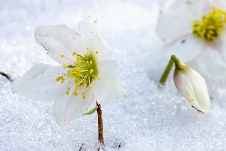 Hellebore flower in snow