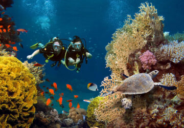 Couple dives among corals, fish and turtle in the ocean