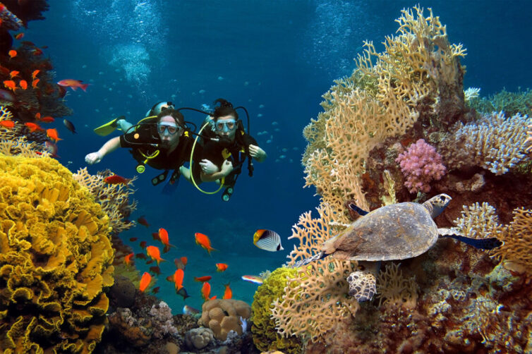 Couple dives among corals, fish and turtle in the ocean